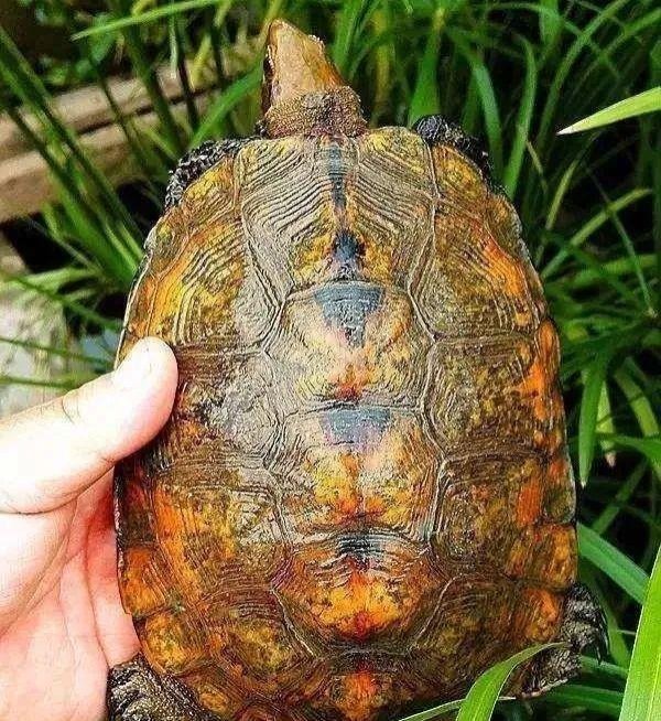 赢盈配资 龟最喜欢的不是喂食，你猜到是什么了吗？